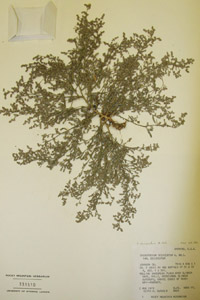 Herbarium Sheet of 